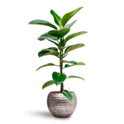 Ficus Elastica Robusta - Rubber Plant - HydroCare -Outlet The Ever Sprout Store Ficus elastica Robusta Rubber Plant HydrocultureOpus Hammered Globe Planter Silver
