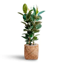 Ficus Elastica Robusta - Rubber Plant - HydroCare -Outlet The Ever Sprout Store Ficus elastica Robusta Rubber Plant HydrocultureZayn Bamboo Planter