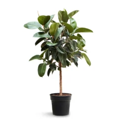 Ficus Elastica Robusta - Rubber Plant - Straight Stem -Outlet The Ever Sprout Store Ficus elastica Robusta Rubber Plant Straight Stem