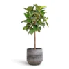 Ficus Elastica Robusta - Rubber Plant - Straight Stem
