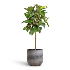 Ficus Elastica Robusta - Rubber Plant - Straight Stem