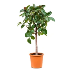 Ficus Elastica Robusta - Rubber Plant - Straight Stem -Outlet The Ever Sprout Store Ficus elastica Robusta straight stem 40x180cm