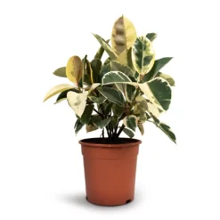 Ficus Elastica Tineke - Variegated Rubber Plant 20 Ficus Elastica Tineke - Variegated Rubber Plant -Outlet The Ever Sprout Store Ficus elastica Tineke Rubber Plant 24x60cm