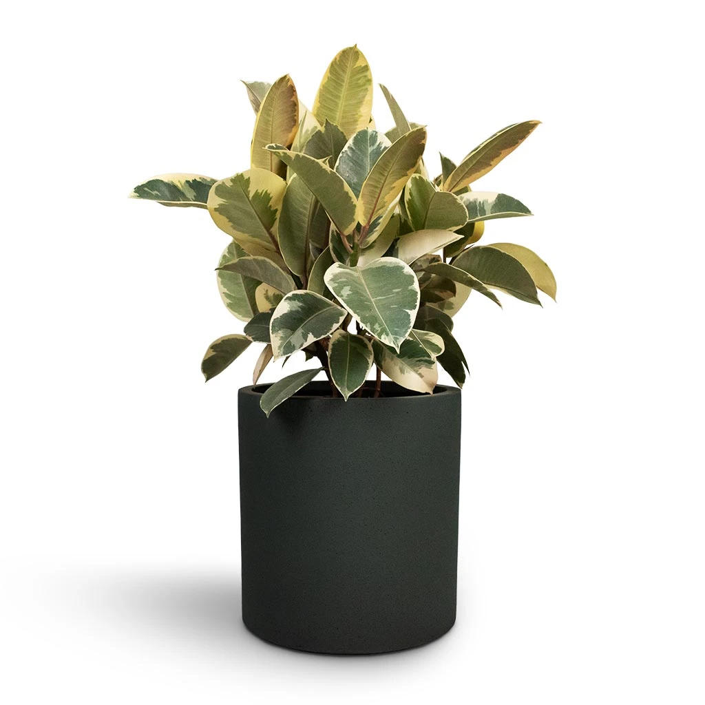 Ficus Elastica Tineke - Variegated Rubber Plant 1 Ficus Elastica Tineke - Variegated Rubber Plant