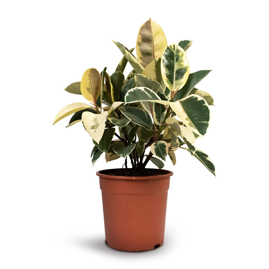 Ficus Elastica Tineke - Variegated Rubber Plant 9 Ficus Elastica Tineke - Variegated Rubber Plant - Image 9