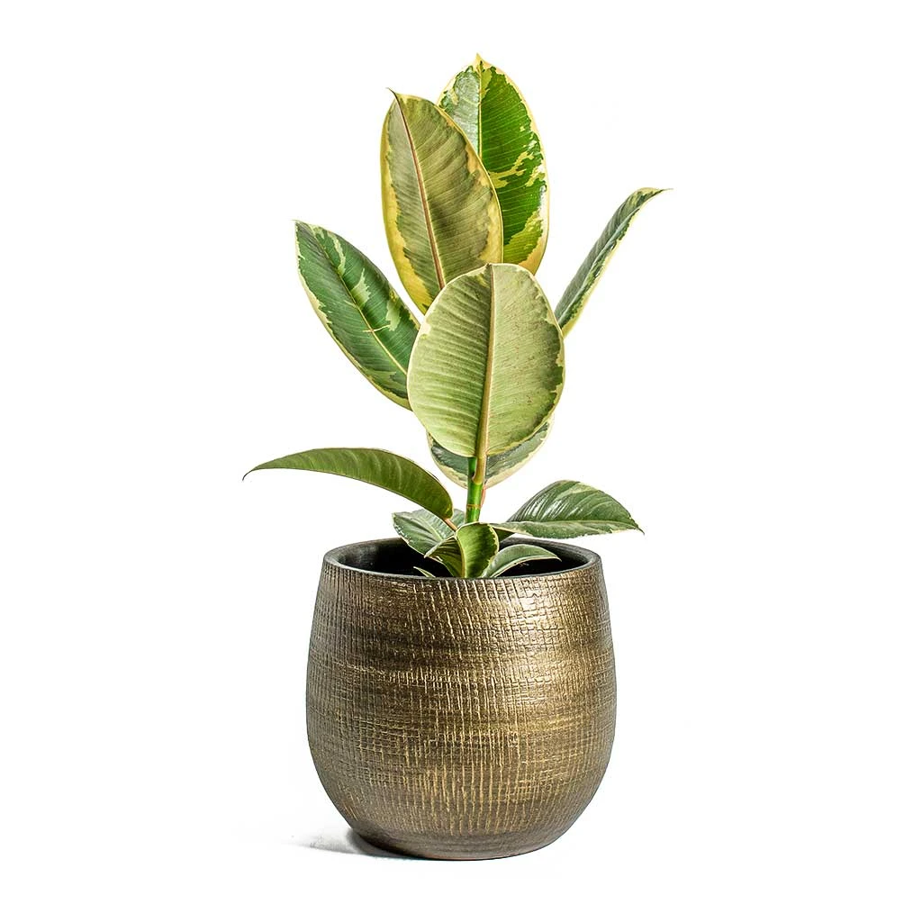 Ficus Elastica Tineke - Variegated Rubber Plant 11 Ficus Elastica Tineke - Variegated Rubber Plant - Image 11