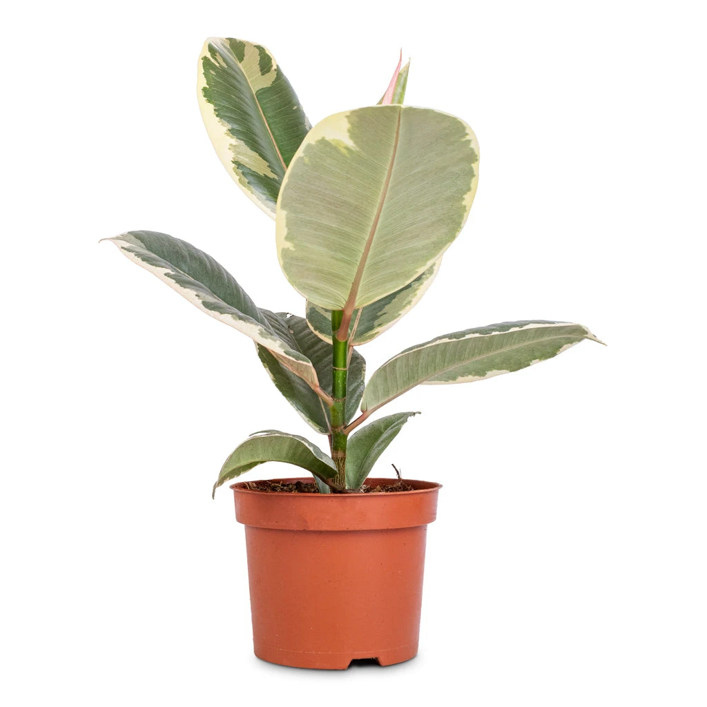 Ficus Elastica Tineke - Variegated Rubber Plant 3 Ficus Elastica Tineke - Variegated Rubber Plant - Image 3