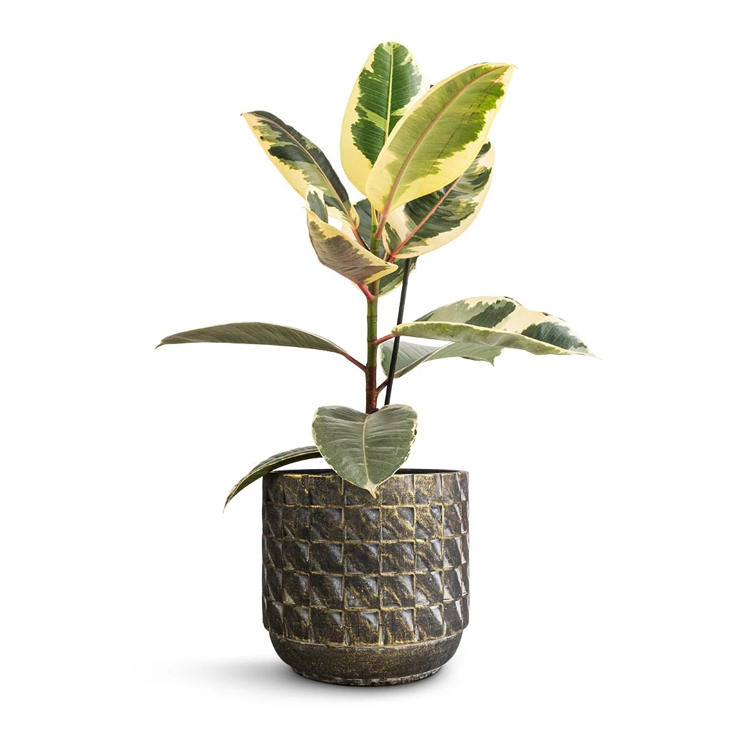 Ficus Elastica Tineke - Variegated Rubber Plant 6 Ficus Elastica Tineke - Variegated Rubber Plant - Image 6
