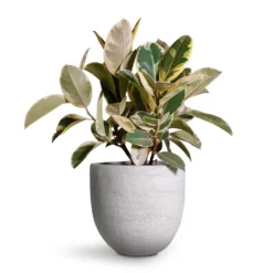 Ficus Elastica Tineke - Variegated Rubber Plant 19 Ficus Elastica Tineke - Variegated Rubber Plant -Outlet The Ever Sprout Store Ficus elastica Tineke Variegated Rubber Plant 24x60cm Cas Plant Pot Cool Grey 29x26cm 2 f48db9a3 6214 482b a4c4 81030d9d21a1