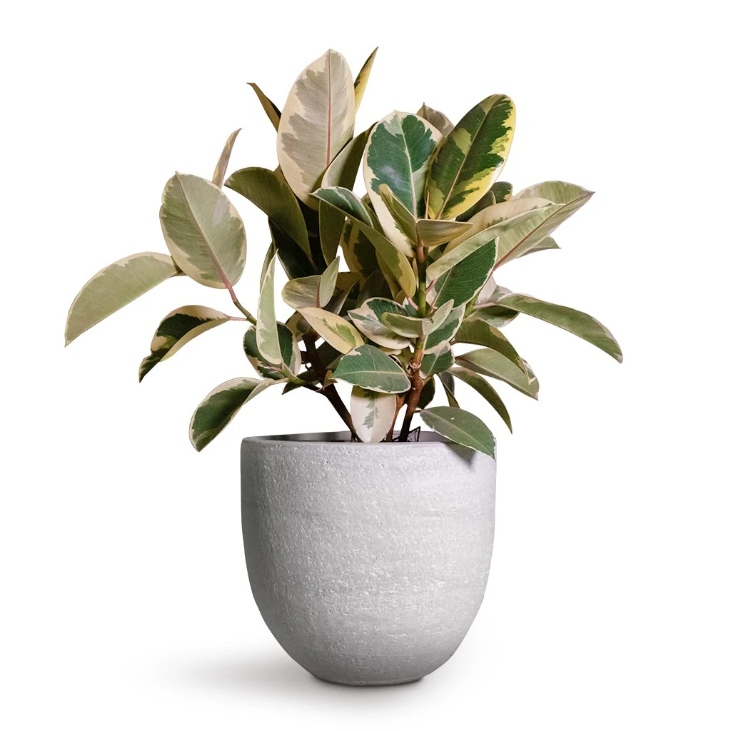 Ficus Elastica Tineke - Variegated Rubber Plant 8 Ficus Elastica Tineke - Variegated Rubber Plant - Image 8