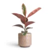 Ficus Elastica Belize - Pink Rubber Plant