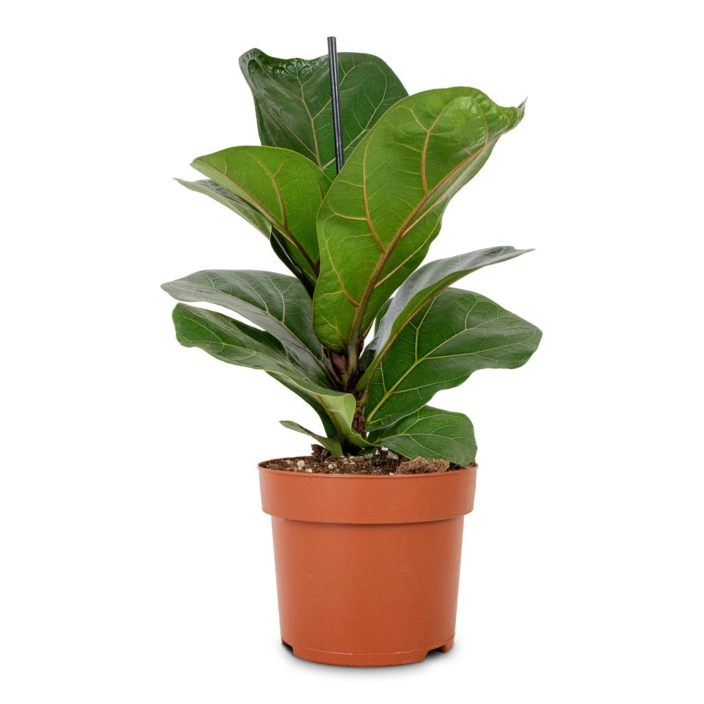 Ficus Lyrata Bambino - Dwarf Fiddle Leaf Fig 3 Ficus Lyrata Bambino - Dwarf Fiddle Leaf Fig - Image 3