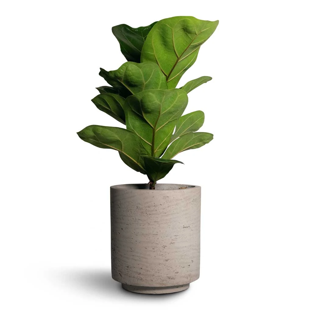 Ficus Lyrata Bambino - Dwarf Fiddle Leaf Fig 9 Ficus Lyrata Bambino - Dwarf Fiddle Leaf Fig - Image 9