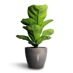 Ficus Lyrata Bambino - Dwarf Fiddle Leaf Fig 38 Ficus Lyrata Bambino - Dwarf Fiddle Leaf Fig -Outlet The Ever Sprout Store Ficus lyrata Bambino Dwarf Fiddle Leaf Fig 12x35cm 1stem Sven Plant Pot Smoke 15x12cm