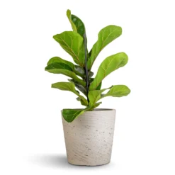 Ficus Lyrata Bambino - Dwarf Fiddle Leaf Fig 23 Ficus Lyrata Bambino - Dwarf Fiddle Leaf Fig -Outlet The Ever Sprout Store Ficus lyrata Bambino Dwarf Fiddle Leaf Fig 12x35cm 1 stem Mini Bucket Plant Pot Grey Washed 16x15cm 530a6ba1 5305 46f0 b289 4ad5d94b25a6