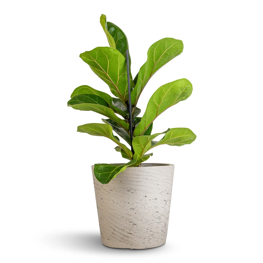 Ficus Lyrata Bambino - Dwarf Fiddle Leaf Fig 4 Ficus Lyrata Bambino - Dwarf Fiddle Leaf Fig - Image 4