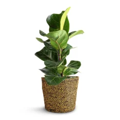 Ficus Lyrata Bambino - Dwarf Fiddle Leaf Fig 31 Ficus Lyrata Bambino - Dwarf Fiddle Leaf Fig -Outlet The Ever Sprout Store Ficus lyrata Bambino Dwarf Fiddle Leaf Fig 12x35cm 1 stem Selin Plant Basket Camel 18x16cm 65616d82 fef8 4dfa 9757 9313059e92ca