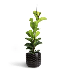 Ficus Lyrata Bambino - Dwarf Fiddle Leaf Fig 24 Ficus Lyrata Bambino - Dwarf Fiddle Leaf Fig -Outlet The Ever Sprout Store Ficus lyrata Bambino Dwarf Fiddle Leaf Fig 19x80cm 1 stem Bolino Plant Pot Shiny Black 24x21cm