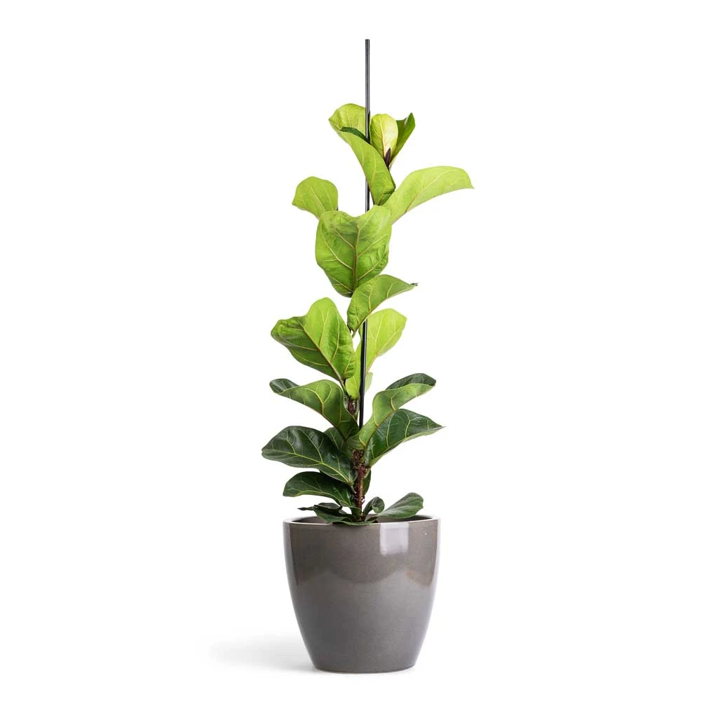 Ficus Lyrata Bambino - Dwarf Fiddle Leaf Fig 10 Ficus Lyrata Bambino - Dwarf Fiddle Leaf Fig - Image 10