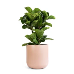 Ficus Lyrata Bambino - Dwarf Fiddle Leaf Fig 36 Ficus Lyrata Bambino - Dwarf Fiddle Leaf Fig -Outlet The Ever Sprout Store Ficus lyrata Bambino Dwarf Fiddle Leaf Fig 21x50cm 2 stems Lisbon Plant Pot Pink Clay 24x24cm