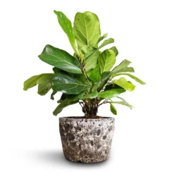 Ficus Lyrata Bambino - Dwarf Fiddle Leaf Fig 33 Ficus Lyrata Bambino - Dwarf Fiddle Leaf Fig -Outlet The Ever Sprout Store Ficus lyrata Bambino Dwarf Fiddle Leaf Fig 21x50cm 2stems Lava Couple Straight Relic Planter Black 25x17cm