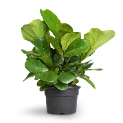 Ficus Lyrata Bambino - Dwarf Fiddle Leaf Fig 32 Ficus Lyrata Bambino - Dwarf Fiddle Leaf Fig -Outlet The Ever Sprout Store Ficus lyrata Bambino Dwarf Fiddle Leaf Fig 21x50cm 2stems 1
