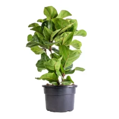Ficus Lyrata Bambino - Dwarf Fiddle Leaf Fig 34 Ficus Lyrata Bambino - Dwarf Fiddle Leaf Fig -Outlet The Ever Sprout Store Ficus lyrata Bambino Dwarf Fiddle Leaf Fig 21x80cm 3 stems