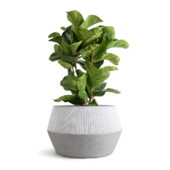 Low Harley Plant Pot - Ridged White Stripe -Outlet The Ever Sprout Store Ficus lyrata Bambino Dwarf Fiddle Leaf Fig 21x80cm 3 stems Low Harley Plant Pot Ridged White Stripe 36x22cm
