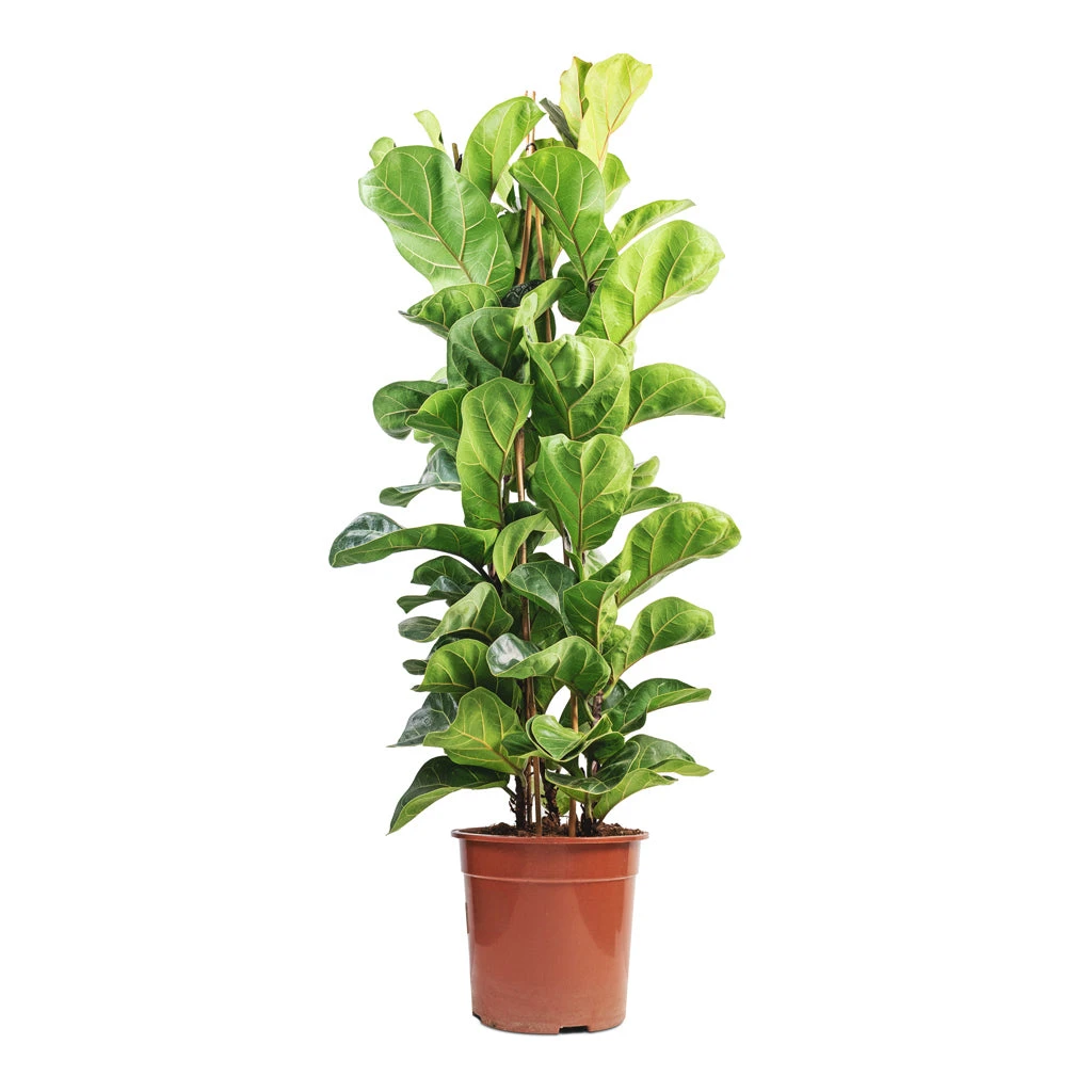 Ficus Lyrata Bambino - Dwarf Fiddle Leaf Fig 20 Ficus Lyrata Bambino - Dwarf Fiddle Leaf Fig - Image 20