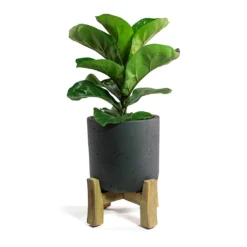 Ficus Lyrata Bambino - Dwarf Fiddle Leaf Fig 26 Ficus Lyrata Bambino - Dwarf Fiddle Leaf Fig -Outlet The Ever Sprout Store Ficus lyrata Bambino Dwarf Fiddle Leaf Fig Charlie Plant Pot Low Stand Black Washed 09c50864 0c84 4d77 b5d1 62fc80c1f780