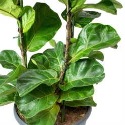 Ficus Lyrata Bambino - Dwarf Fiddle Leaf Fig 30 Ficus Lyrata Bambino - Dwarf Fiddle Leaf Fig -Outlet The Ever Sprout Store Ficus lyrata Bambino Dwarf Fiddle Leaf Fig Leaves