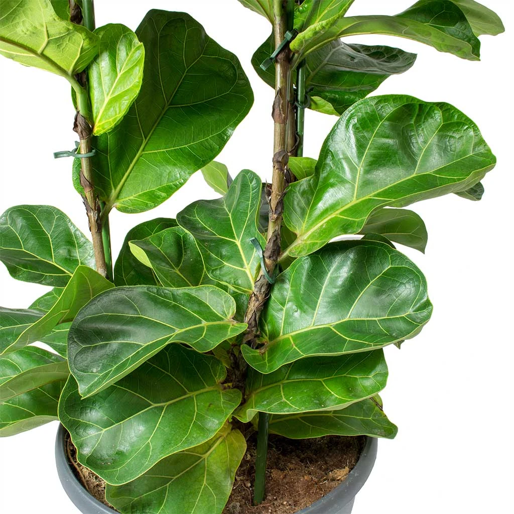 Ficus Lyrata Bambino - Dwarf Fiddle Leaf Fig 11 Ficus Lyrata Bambino - Dwarf Fiddle Leaf Fig - Image 11