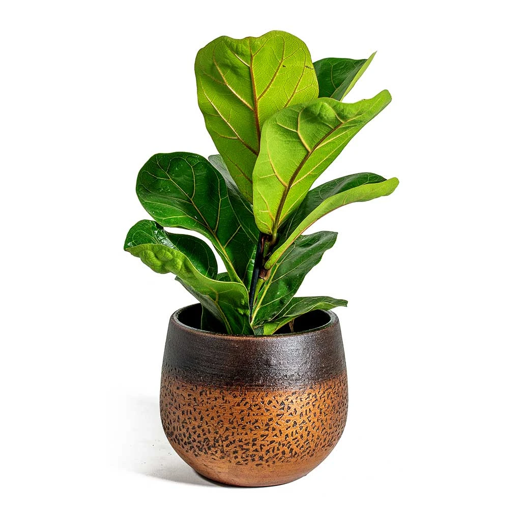 Ficus Lyrata Bambino - Dwarf Fiddle Leaf Fig 6 Ficus Lyrata Bambino - Dwarf Fiddle Leaf Fig - Image 6