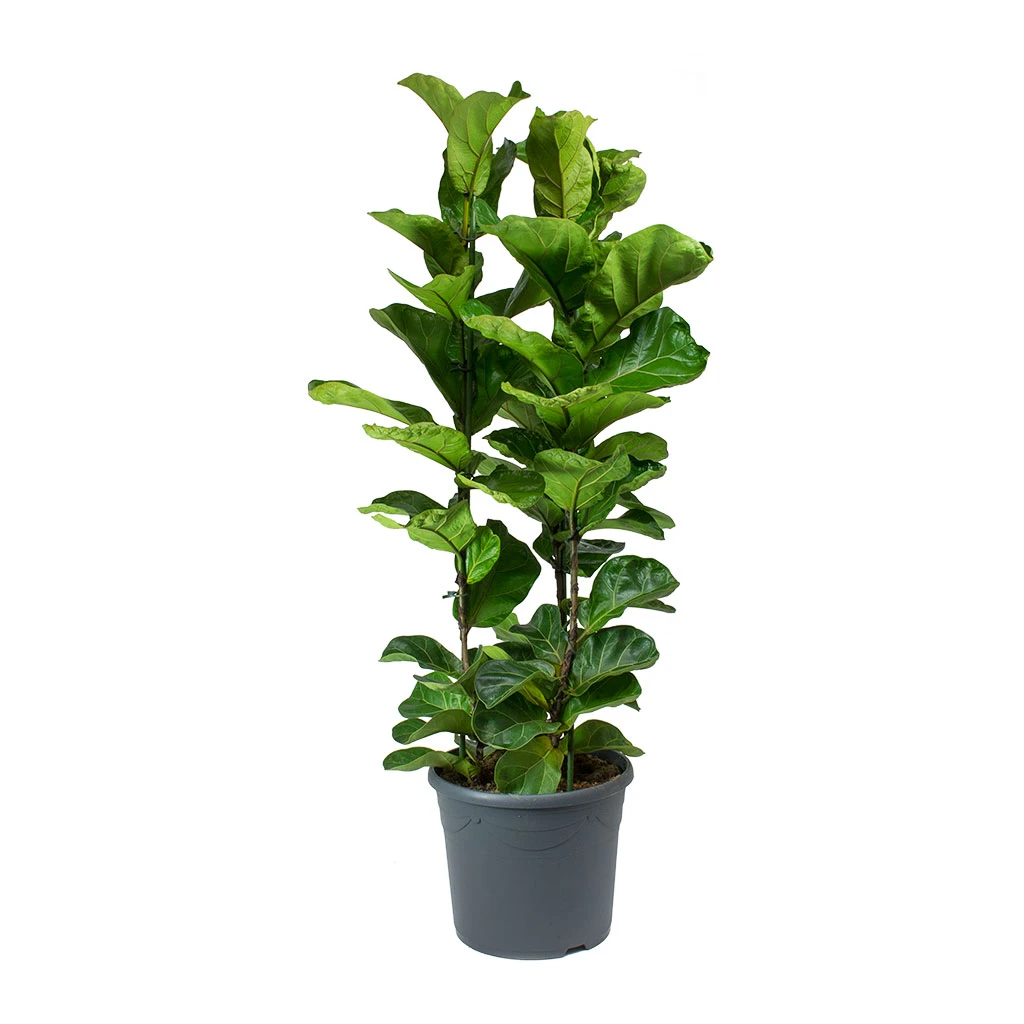 Ficus Lyrata Bambino - Dwarf Fiddle Leaf Fig 18 Ficus Lyrata Bambino - Dwarf Fiddle Leaf Fig - Image 18
