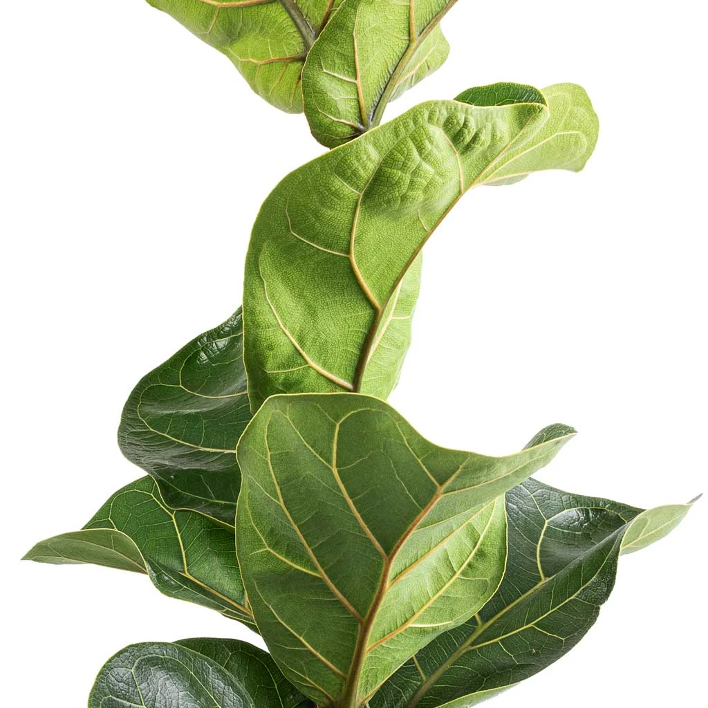 Ficus Lyrata Bambino - Dwarf Fiddle Leaf Fig 2 Ficus Lyrata Bambino - Dwarf Fiddle Leaf Fig - Image 2