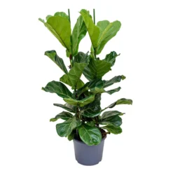 Ficus Lyrata - Fiddle Leaf Fig -Outlet The Ever Sprout Store Ficus lyrata Fiddle Leaf Fig 120cm