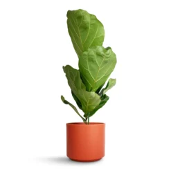 Ficus Lyrata - Fiddle Leaf Fig -Outlet The Ever Sprout Store Ficus lyrata Fiddle Leaf Fig 17 x 80cm 1 stem Prague Plant Pot Cayenne 20x18cm 3def4ac7 ee10 4736 b58a 88ef551ee62d