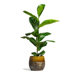 Ficus Lyrata - Fiddle Leaf Fig -Outlet The Ever Sprout Store Ficus lyrata Fiddle Leaf Fig 17x60cm 1 stem Lindy Plant Pot Ochre 23x20cm 2