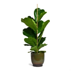 Ficus Lyrata - Fiddle Leaf Fig -Outlet The Ever Sprout Store Ficus lyrata Fiddle Leaf Fig 21x90cm 1 stem Linn Plant Pot Deep Green 25x25cm