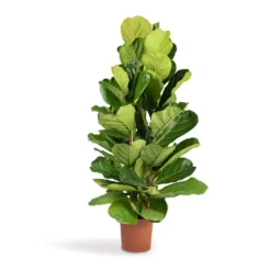 Ficus Lyrata - Fiddle Leaf Fig -Outlet The Ever Sprout Store Ficus lyrata Fiddle Leaf Fig 24x120cm 3stems