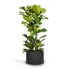 Ficus Lyrata - Fiddle Leaf Fig