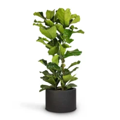 Ficus Lyrata - Fiddle Leaf Fig