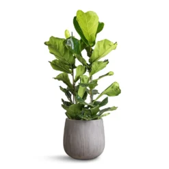 Ficus Lyrata - Fiddle Leaf Fig -Outlet The Ever Sprout Store Ficus lyrata Fiddle Leaf Fig 30x130cm 2 stems Pax Planter Ridged Dark Grey 40x36cm 12c61716 3bcb 4654 bd74 7ea948864e2d