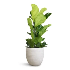 Ficus Lyrata - Fiddle Leaf Fig -Outlet The Ever Sprout Store Ficus lyrata Fiddle Leaf Fig 30x130cm 2stems Cas Plant Pot Cool Grey 39x36cm