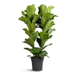 Ficus Lyrata - Fiddle Leaf Fig -Outlet The Ever Sprout Store Ficus lyrata Fiddle Leaf Fig 30x140cm 2 stems