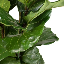 Ficus Lyrata - Fiddle Leaf Fig -Outlet The Ever Sprout Store Ficus lyrata Fiddle Leaf Fig 30x140cm 2 stems 3