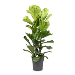 Ficus Lyrata - Fiddle Leaf Fig -Outlet The Ever Sprout Store Ficus lyrata Fiddle Leaf Fig 30x140cm 2 stems 52d1d040 1650 43ce a6b6 9bdf41857278