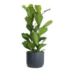 Ficus Lyrata - Fiddle Leaf Fig -Outlet The Ever Sprout Store Ficus lyrata Fiddle Leaf Fig Ease Cylinder Planter Anthracite
