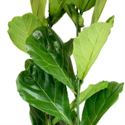 Ficus Lyrata - Fiddle Leaf Fig -Outlet The Ever Sprout Store Ficus lyrata Fiddle Leaf Fig Leaves