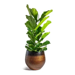 Ficus Lyrata - Fiddle Leaf Fig -Outlet The Ever Sprout Store Ficus lyrata Fiddle Leaf Fig Mya Plant Pot Shiny Mocha 42cm